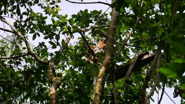 Proboscis Monkey sitting in Tree looking down and around