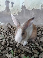 white rabbit stands on pebbles