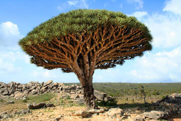 Fototapeta na wymiar Socotra dragon tree or dragon blood tree (Dracaena cinnabari) is a dragon tree native to the Socotra archipelago in the Indian Ocean.