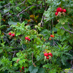 Red berries of a dog-rose on a bush.