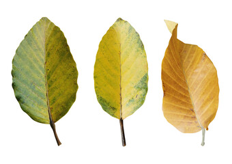 Green-yellow and brown leaves in autumn season isolated on white background with clipping path