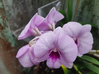 purple orchid flower