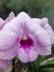 purple orchid flower