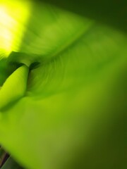 green leaves background