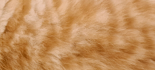 The surface of the brown cat fur