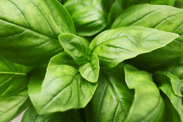 Fresh basil as background, closeup