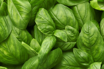 Fresh basil as background, top view