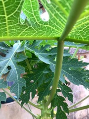 close up of green leaves