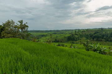 Fototapeta na wymiar Rice paddies at Bali