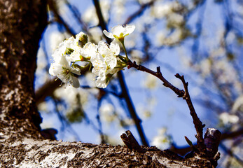 サクラの中には華やかではなく、ひっそりと咲くものがあり風情があります