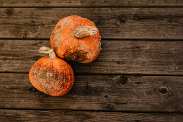 Spoiled rotten pumpkins on a wooden background. Bad holiday concept.