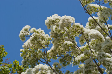 まるで雪が積もったように白く輝いているヒトツバタゴの木