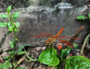Red dragonfly on a leaf