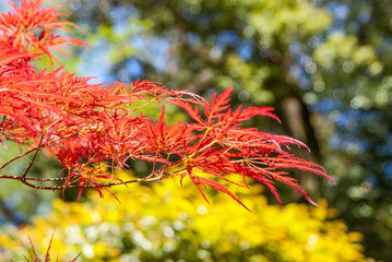 緑ととても良くマッチするシダレモミジ