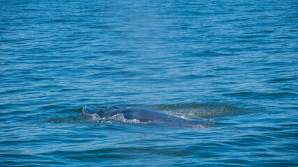 Take a photo of Bruda whale at the sea , Thailand.