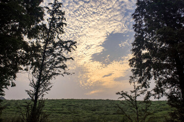 The Metasequoi tree row on the green field background blue sky and clouds, early summer morning landscape.