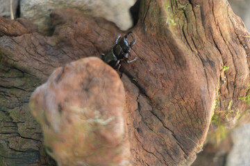 木を登るコクワガタ