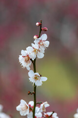 紅梅を背景にした白梅の花