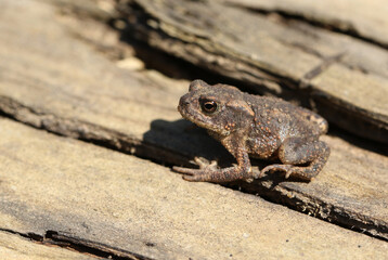 A cute tiny baby Common Toad, Bufo bufo, hunting for food at the edge of woodland.