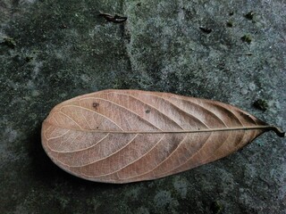 Close up of dry leaf