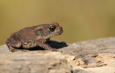 A cute tiny baby Common Toad, Bufo bufo, hunting for food at the edge of woodland.