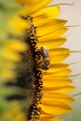 bee bees on flower collecting honey in summer season macro photography