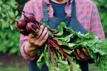 Bunch of Beetroot harvest in farmer hands