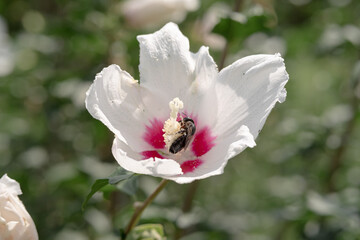 花粉まみれになってムクゲの花の蜜を集めるハチ