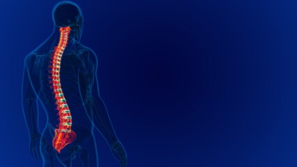 Human Skeleton Vertebral Column Vertebrae Anatomy © mybox