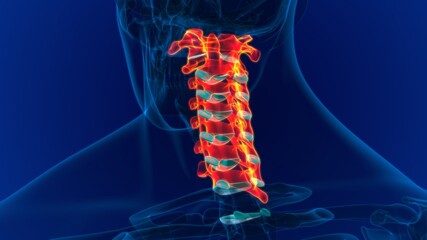 Human Skeleton Vertebral Column Cervical Vertebrae Anatomy 3D © mybox