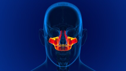Human Skeleton Skull Maxillal Bone Anatomy For Medical Concept