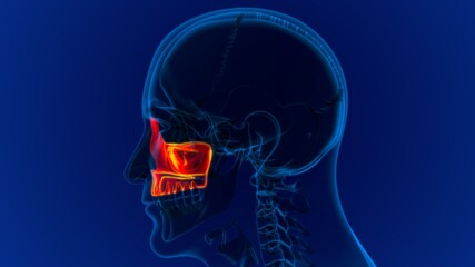 Human Skeleton Skull Maxillal Bone Anatomy For Medical Concept © mybox