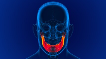 Human Skeleton Skull Mandible Bone Anatomy For Medical Concept