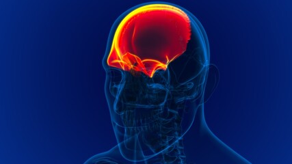 Human Skeleton Skull Frontal Bone Anatomy For Medical Concept © mybox