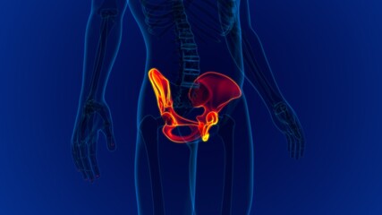 Human Skeleton Hip or Pelvic bone Anatomy For Medical Concept © mybox