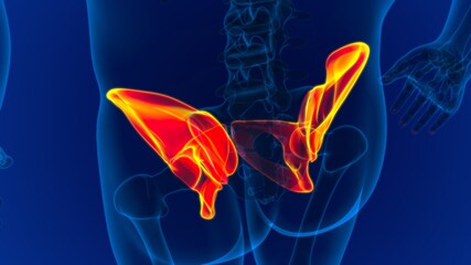 Human Skeleton Hip or Pelvic bone Anatomy For Medical Concept © mybox