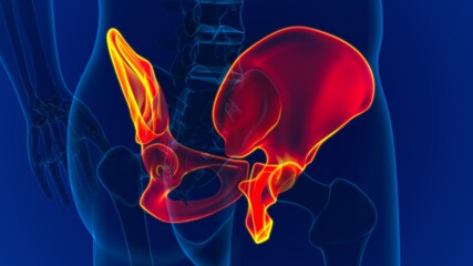 Human Skeleton Hip or Pelvic bone Anatomy For Medical Concept © mybox