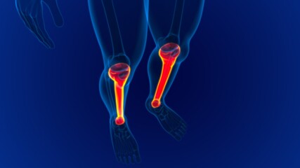 Human skeleton anatomy Tibia Bone 3D Rendering © mybox