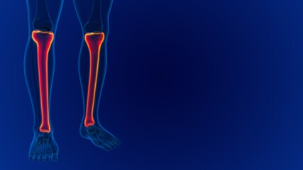 Human skeleton anatomy Tibia Bone 3D Rendering © mybox