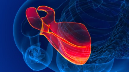 Human skeleton anatomy Scapula Bone 3D Rendering © mybox