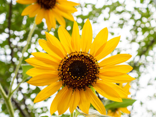 Obraz premium sunflower in the garden