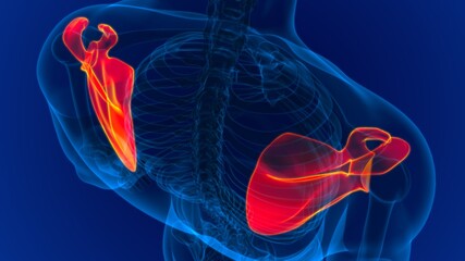 Human skeleton anatomy Scapula Bone 3D Rendering © mybox