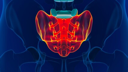 Human skeleton anatomy Sacral Bone 3D Rendering © mybox