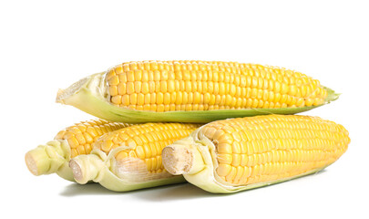 Fresh corn cobs on white background