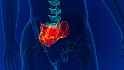 Human skeleton anatomy Sacral Bone 3D Rendering © mybox