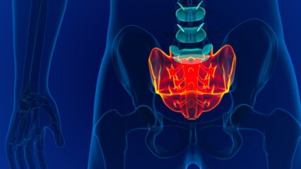 Human skeleton anatomy Sacral Bone 3D Rendering © mybox