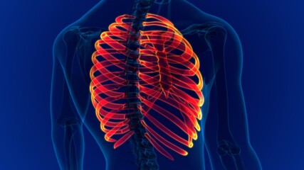 Human skeleton anatomy Rib Cage 3D Rendering © mybox