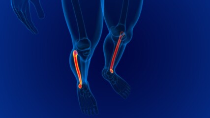 Human skeleton anatomy Fibula Bone 3D Rendering