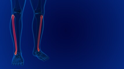 Human skeleton anatomy Fibula Bone 3D Rendering © mybox