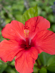 red hibiscus flower